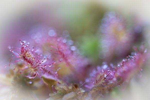Plants and mushrooms