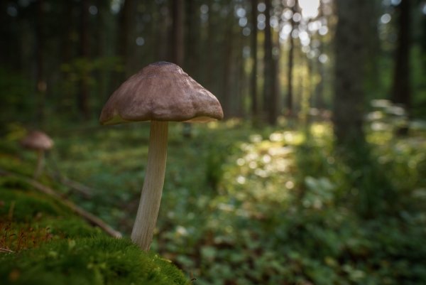 Плютей в еловом лесу