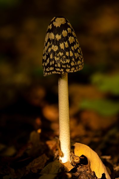 DSC_3600-NEF_DxO_DeepPRIME.jpg