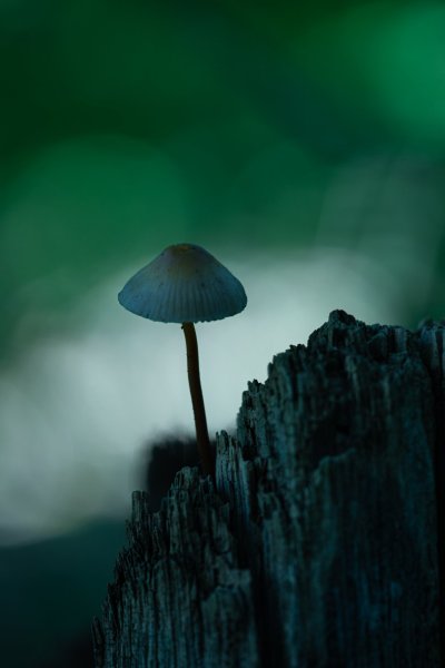 DSC_3625-NEF_DxO_DeepPRIME.jpg