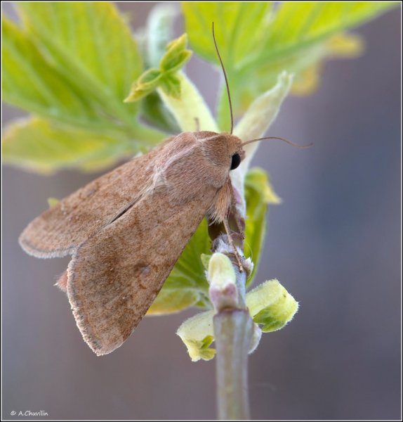 Helicoverpa armigera H..jpg
