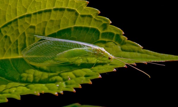 Chrysoperla carnea (Stephens, 1836) — Обыкновенная златоглазка