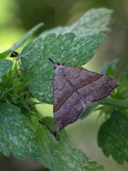 Усатка обыкновенная Hypena proboscidalis (Linnaeus, 1758).