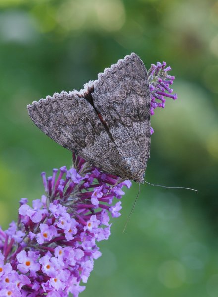 Орденская лента красная / Catocala nupta (Linnaeus, 1758)