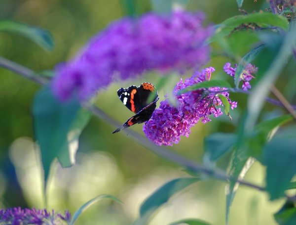 На кустах Буддлея Давида (Buddleja davidii)