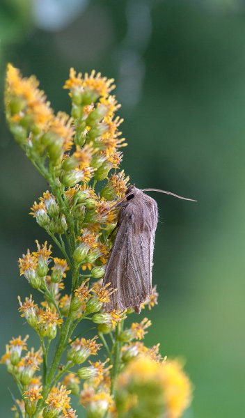 Leucania obsoleta (Linnaeus, 1761)