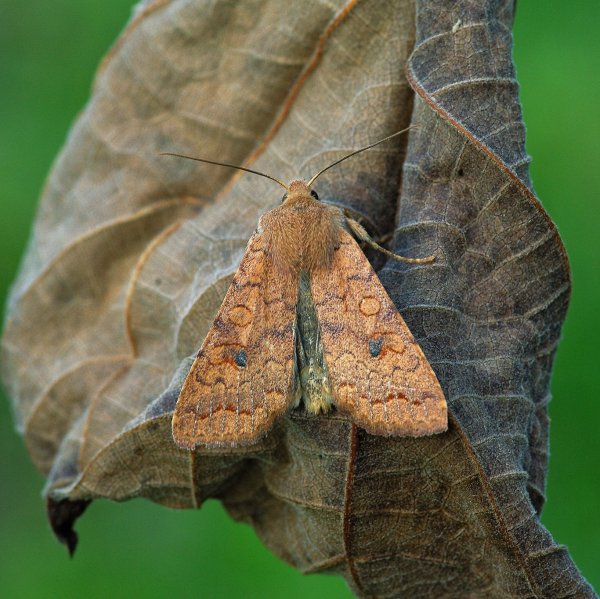 Agrochola circellaris