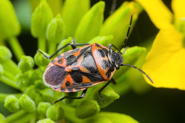 Eurydema ornata