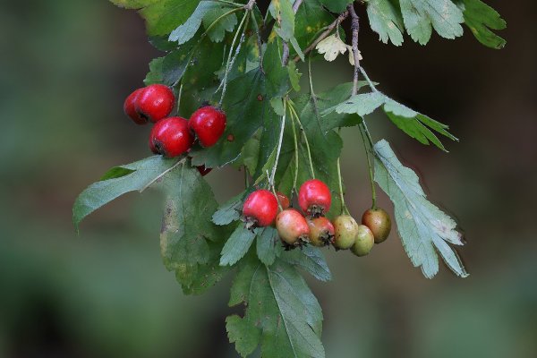 IMG_0060-1 Боярышник однопестичный crataegus monogyna