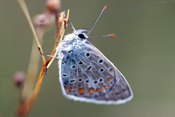 IMG_0202-2-1 Голубянка икар