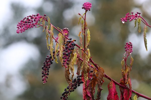 IMG_0300-1  Лаконос американский phytolacca americana