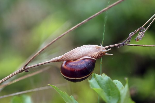 IMG_0400-1 Виноградная улитка helix pomatia