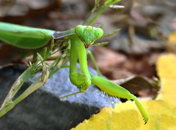 Animal