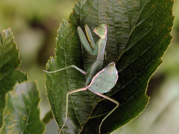 IMG_0890-1  Древесный  богомол GIANT ASIAN MANTIS