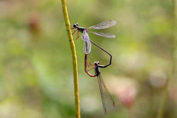 IMG_1481-1  Спаривание  ивовых изумрудных стрелок (Chalcolestes viridis)