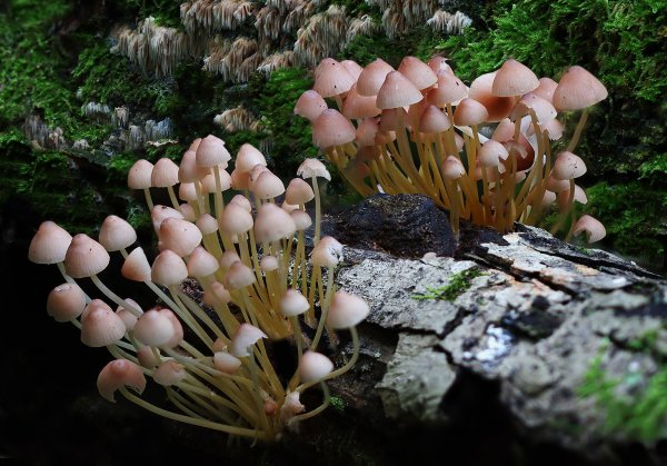 IMG_1991-1 Мицена Рене (Mycena renati)