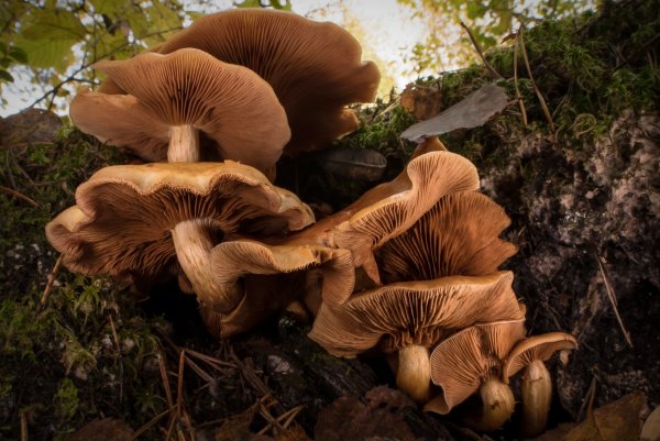 Гимнопилы