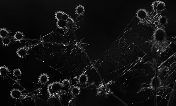 Genre photography
