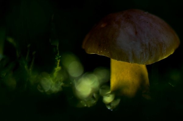 Plants and mushrooms