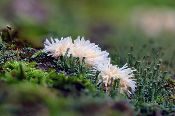 IMG_2442-1  Ежовик гребенчатый и Кладония бахромчатая (Cladonia fimbriata)