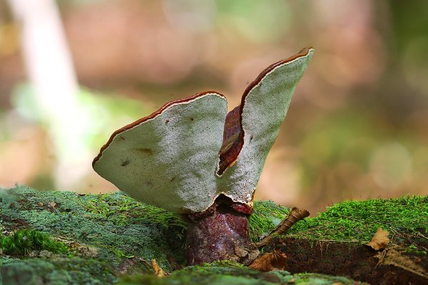 Plants and mushrooms