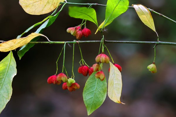 IMG_2969-1 Бересклет европейский (euonymus europaeus)