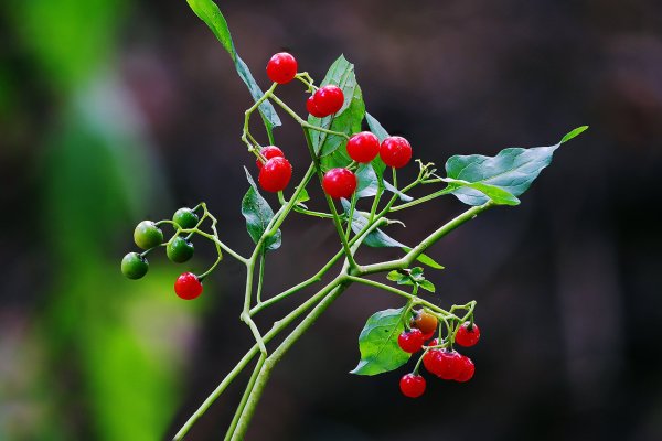 IMG_3282-1  Паслён сладко-горький (лат. Solanum dulcamara)
