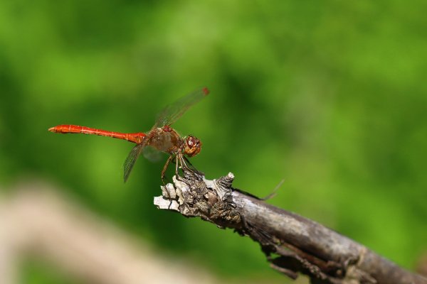 IMG_3282-1 Стрекоза симпетрум кроваво красный sympetrum striolatum