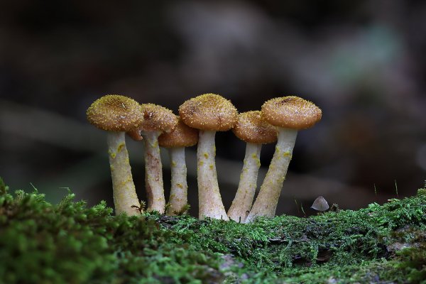 IMG_3399-1 Опёнок осенний (armillaria mellea)