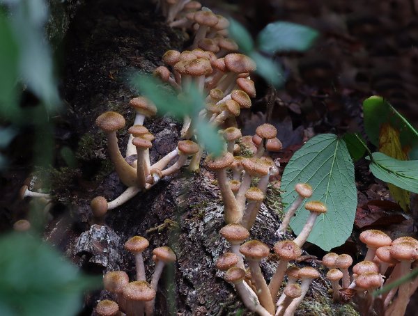 IMG_3434-1 Опёнок осенний (armillaria mellea)