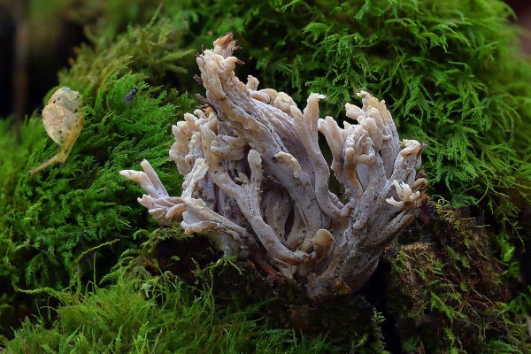 IMG_3525-1 Клавулина пепельно-серая (лат. Clavulina cinerea)
