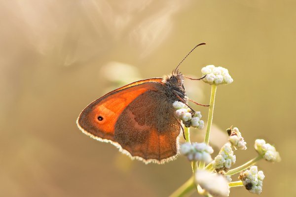 IMG_3606-1 Сенница обыкновенная coenonympha pamphilus