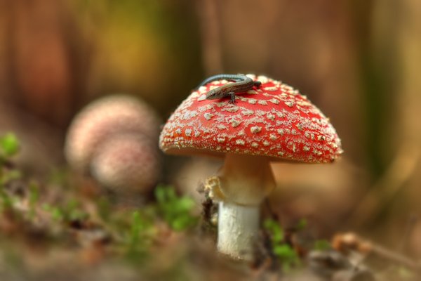 At the edge of the forest