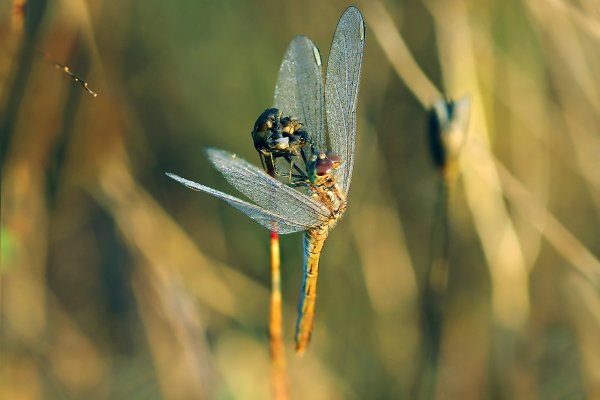 IMG_4949-1  Sympetrum meridionale - Симпетрум южный