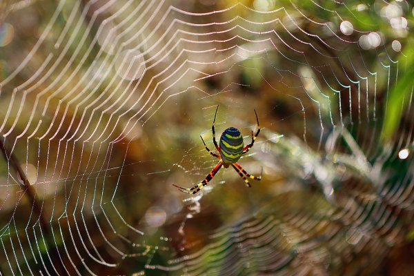 IMG_5570-1 Аргиопа брюнниха