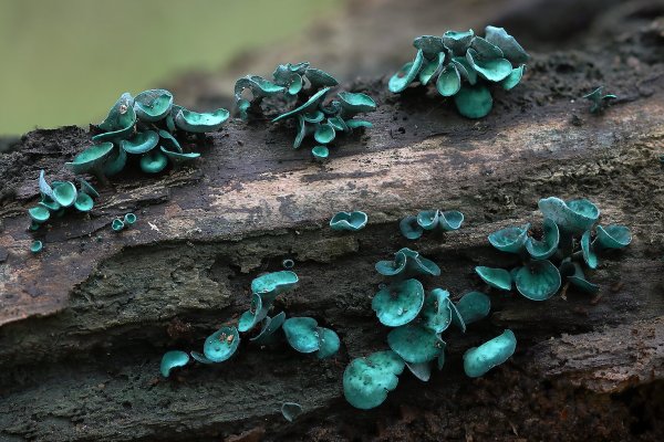 IMG_6030-1  Хлороцибория сине-зеленоватая (Chlorociboria aeruginascens)