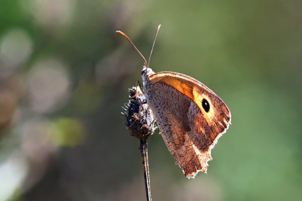IMG_8844-1 Сенница обыкновенная Coenonympha pamphilus