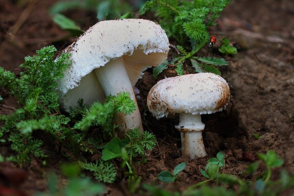 Plants and mushrooms