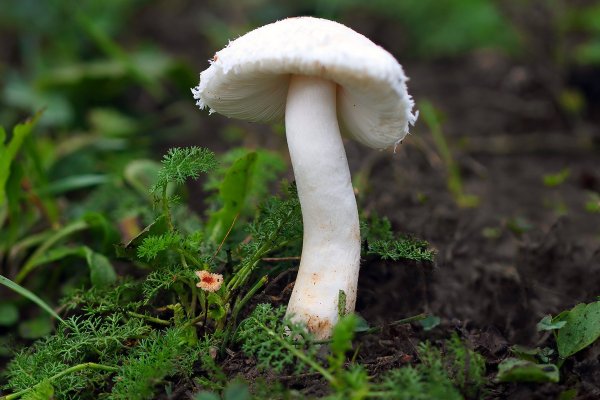 Plants and mushrooms