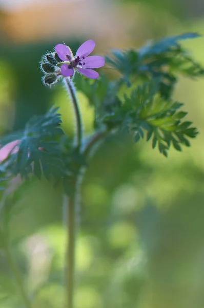 Plants and mushrooms