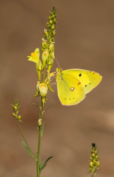 Желтушка луговая (Colias hyale)
