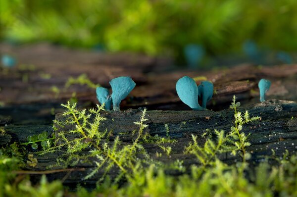 Plants and mushrooms