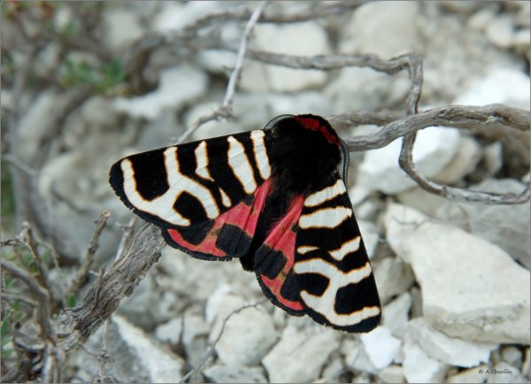 A.festiva H. на волжских мелах.jpg