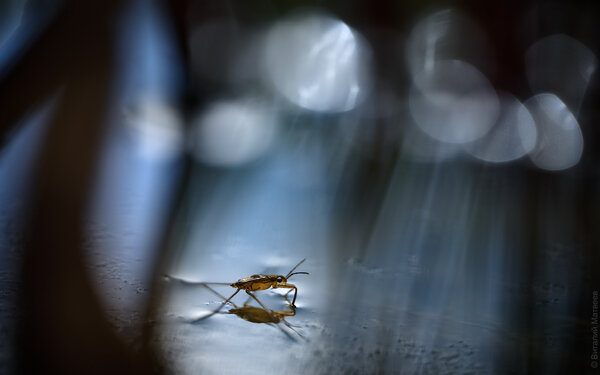 Gerridae
