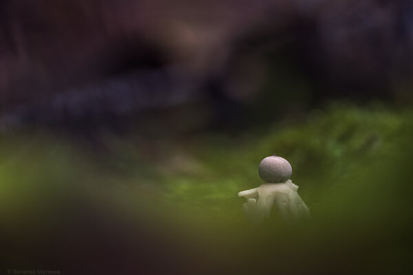 Geastrum