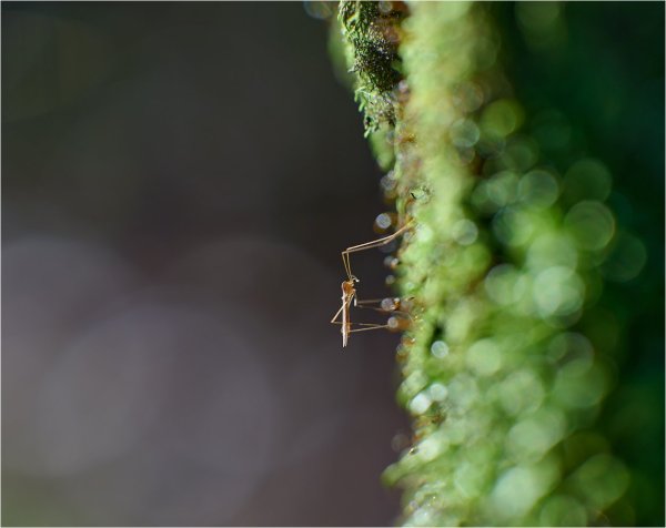 DSC_8427.jpg