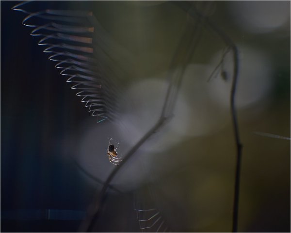 DSC_858422.jpg