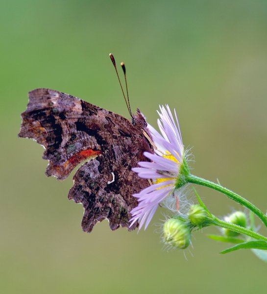 Углокрыльница С-белое Polygonia c-album (Linnaeus, 1758)