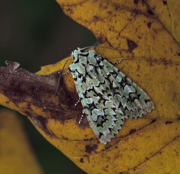 Griposia aprilina (Linnaeus, 1758)