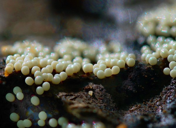 IMG_0202-1 Трихия обманчивая (Hemitrichia decipiens)